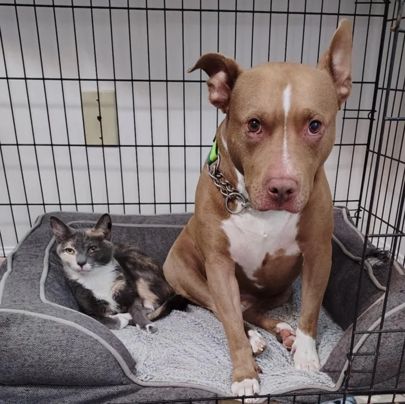 An adult medium-sized female Dilute Calico Domestic Short Hair cat named Amber for adoption in LITTLE MOUNTAIN, SC