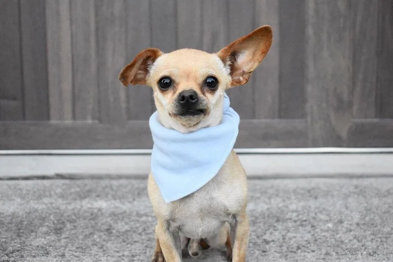 A senior small-sized male Brown / Chocolate Chihuahua dog named Puchi for adoption in Frisco, TX