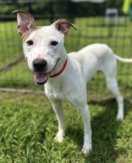 An adult medium-sized male Mixed Breed dog named Dash for adoption in West Chester, PA