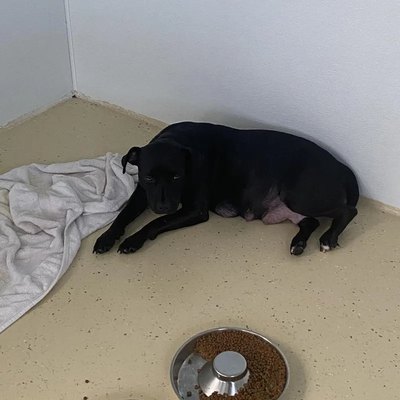 Sailor Aka Ebony thumbnail 2