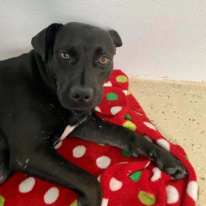 Sailor Aka Ebony thumbnail 3