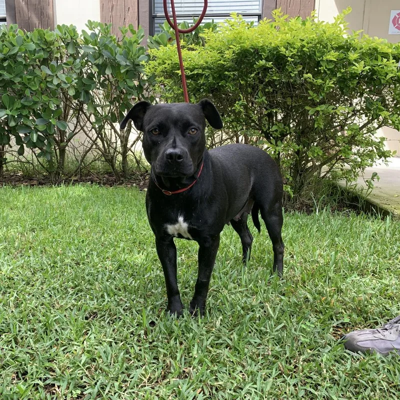 Sailor Aka Ebony thumbnail 4