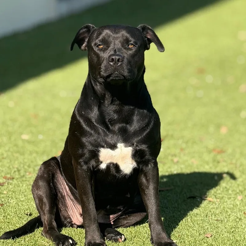 Sailor Aka Ebony thumbnail 5