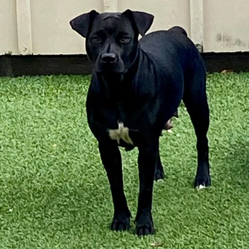 Sailor Aka Ebony thumbnail 6