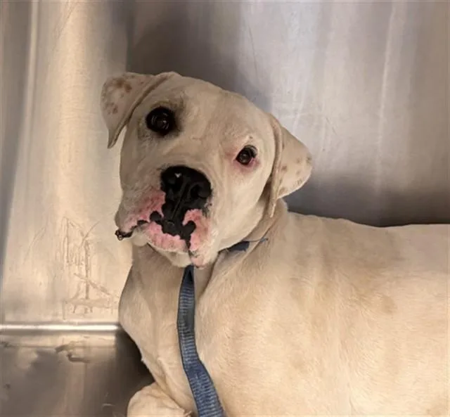 A young large-sized male Pit Bull Terrier dog named Waldo for adoption in Tucson, AZ