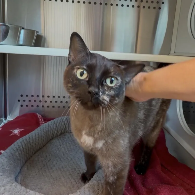 A senior small-sized female Tortoiseshell Domestic Short Hair cat named Patches for adoption in Norman, OK
