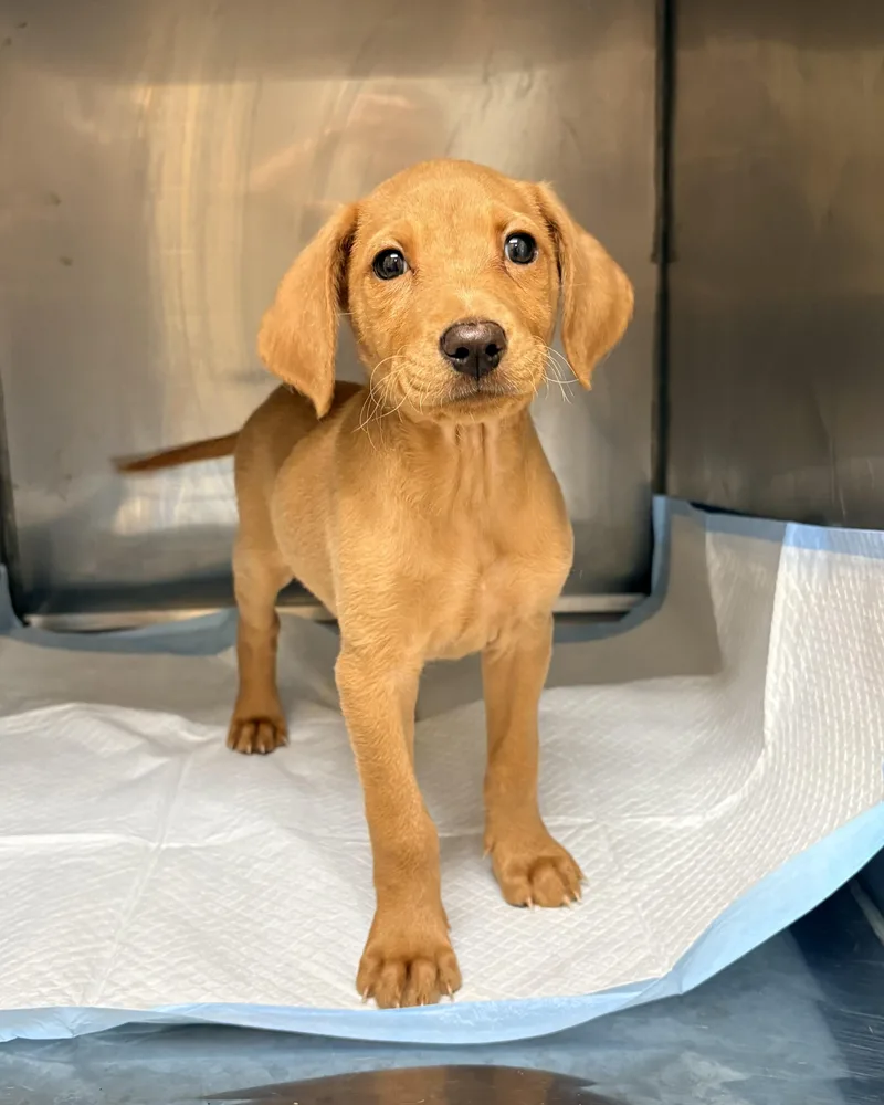A baby medium-sized female Dachshund dog named Lola for adoption in Chicago, IL