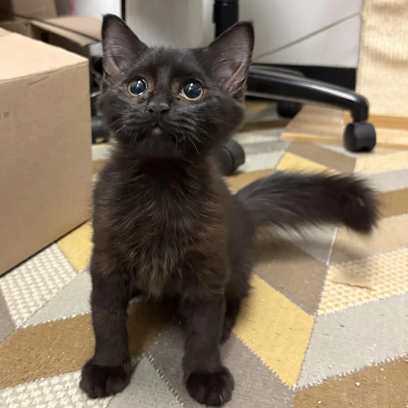 A baby medium-sized female Black Domestic Long Hair cat named Brandy for adoption in Norwalk, CT