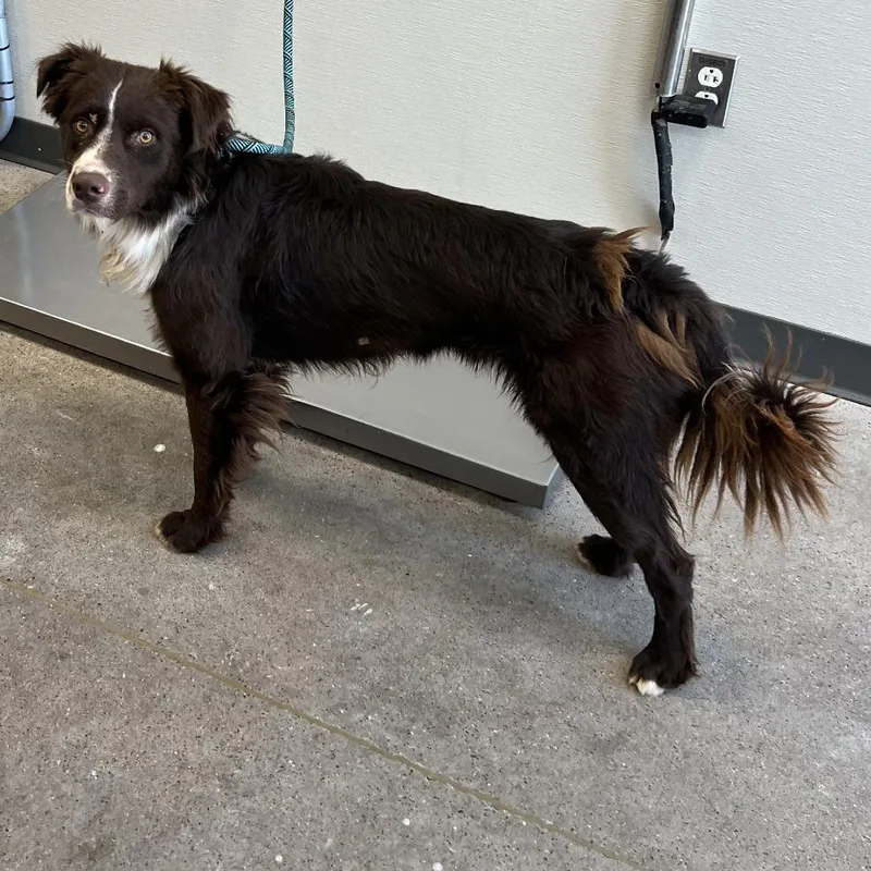 A young medium-sized male Brown / Chocolate Mixed Breed dog named 111707 for adoption in Las Cruces, NM