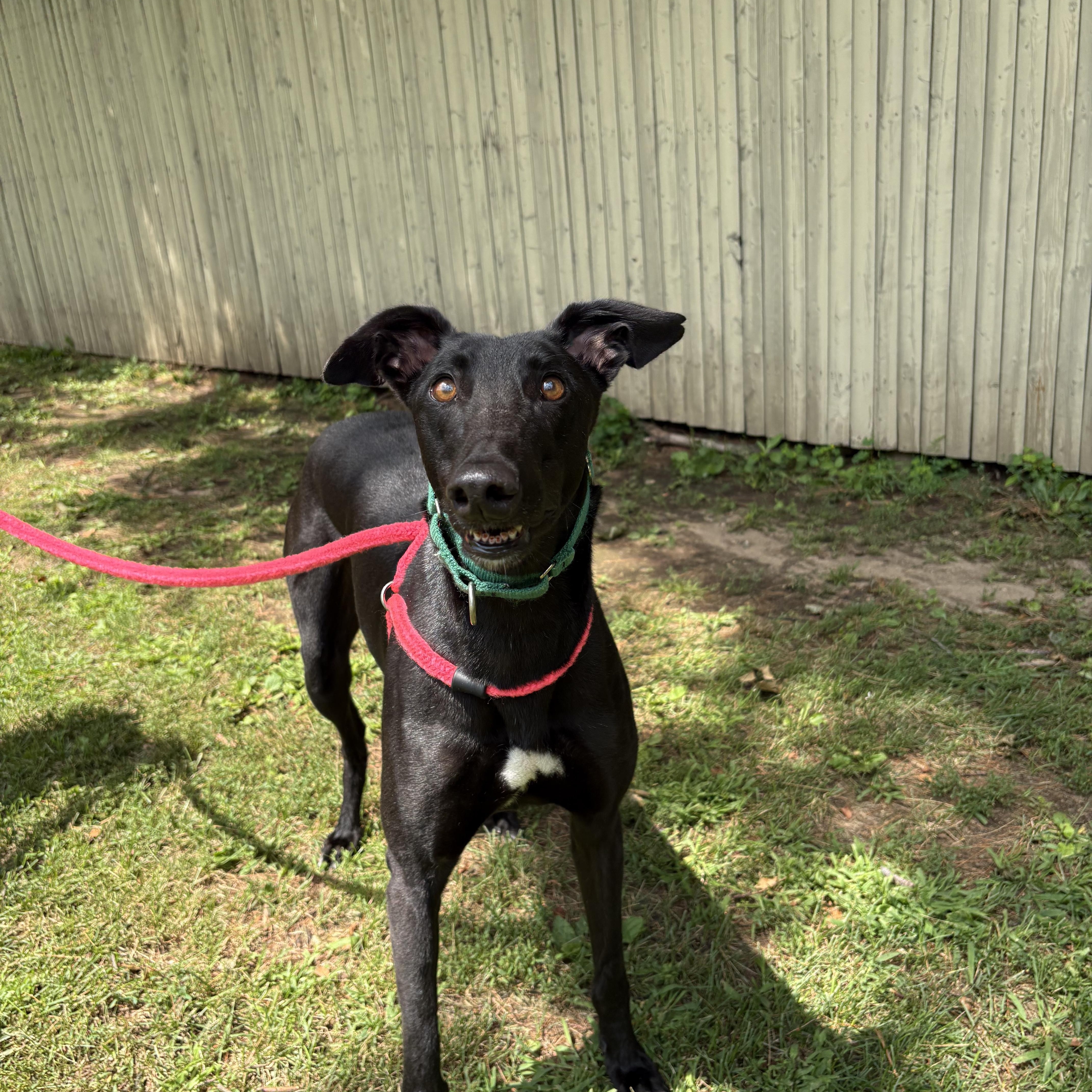An adult large-sized male Black Greyhound dog named Sabbath for adoption in Swanzey, NH