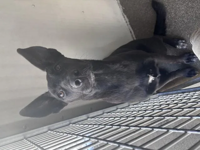 A young large-sized female German Shepherd Dog dog named Owen for adoption in San Bernardino, CA