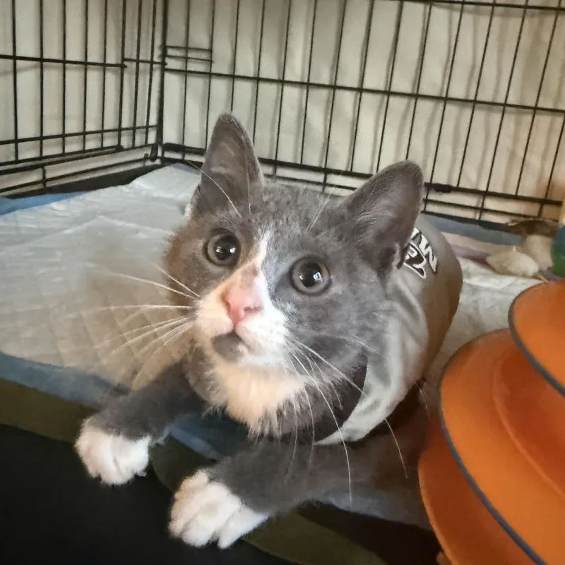 A baby small-sized male Gray & White Domestic Short Hair cat named Peekie Boo for adoption in Brooklyn, NY