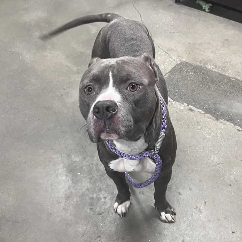 An adult medium-sized male Gray / Blue / Silver Terrier dog named Bubba for adoption in Tampa, FL