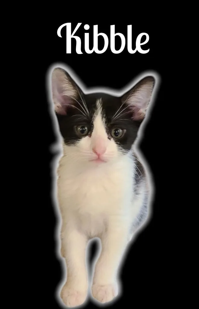 A baby small-sized male Black Domestic Short Hair cat named Kibble for adoption in Auburn, CA