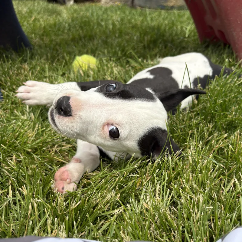 A baby medium-sized female Black American Staffordshire Terrier dog named Dr Trinity Santos for adoption in Warrenville, IL