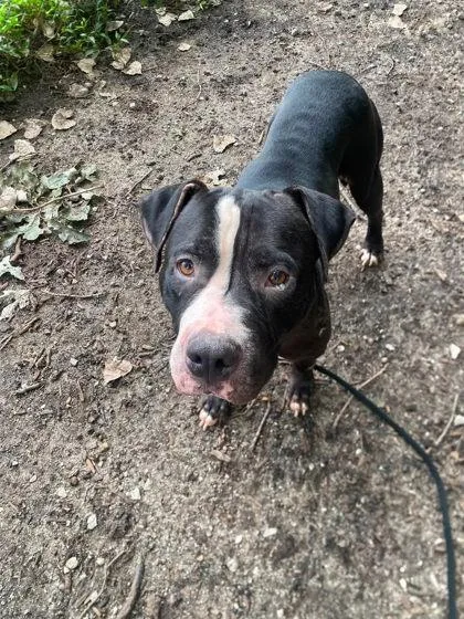 Apollo