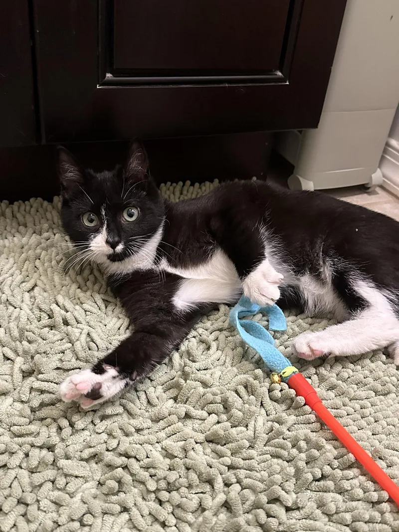 Blueberry And Rainy Paxon thumbnail 3