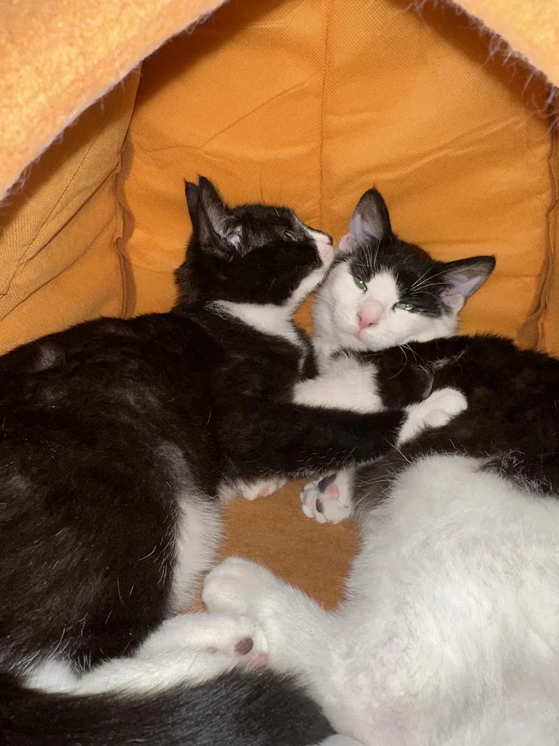 A baby medium-sized female Black & White / Tuxedo Domestic Short Hair cat named Blueberry And Rainy Paxon for adoption in Philadelphia, PA