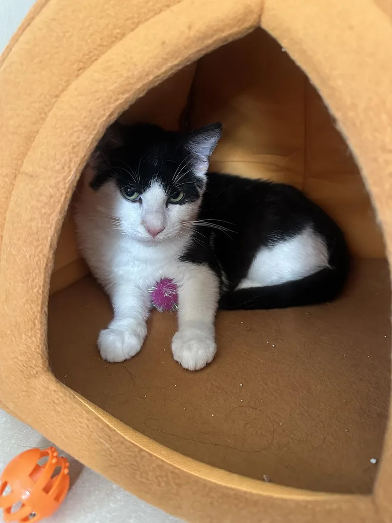 Blueberry And Rainy Paxon thumbnail 6