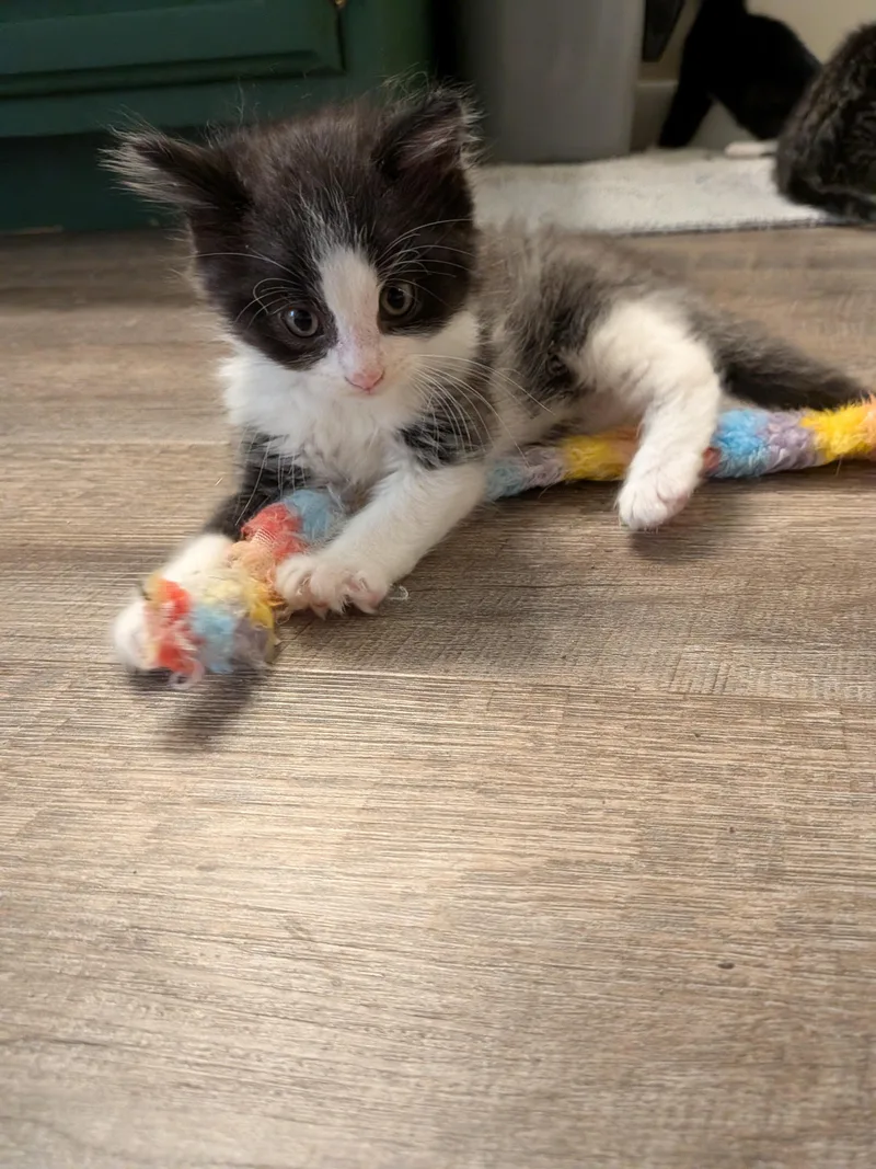 A baby small-sized male Domestic Long Hair cat named Journey for adoption in Hershey, PA