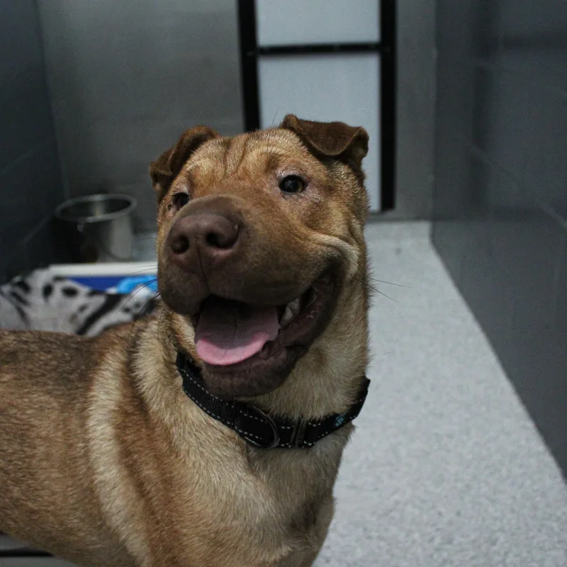 An adult medium-sized female Red / Chestnut / Orange Shar-Pei dog named Tatum for adoption in Hutchinson, MN