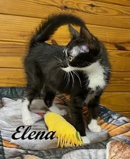 A baby medium-sized female Black & White / Tuxedo Tuxedo cat named Elena for adoption in Southern Pines, NC