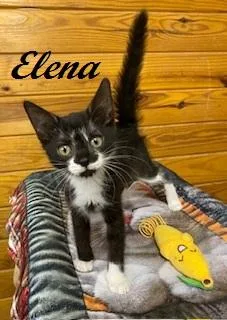 Elena thumbnail 4