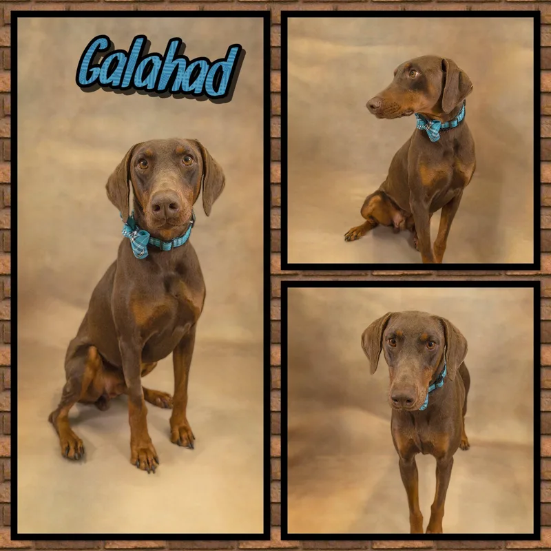 An adult large-sized male Brown / Chocolate Doberman Pinscher dog named Galahad for adoption in Seagoville, TX