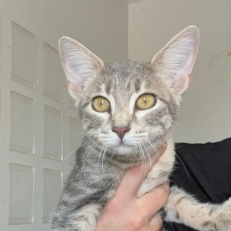 A young medium-sized female Gray / Blue / Silver Domestic Short Hair cat named Princess Peach for adoption in Anderson, TX