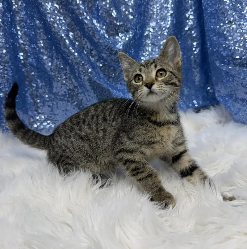 A young medium-sized male Domestic Short Hair cat named Gus for adoption in Clarkesville, GA