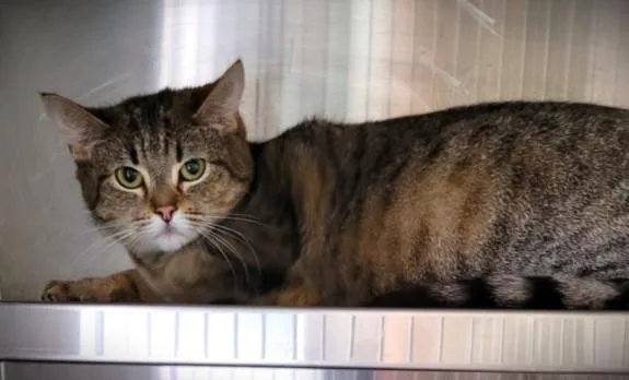 A young large-sized female Domestic Short Hair cat named Mayra for adoption in Los Angeles, CA
