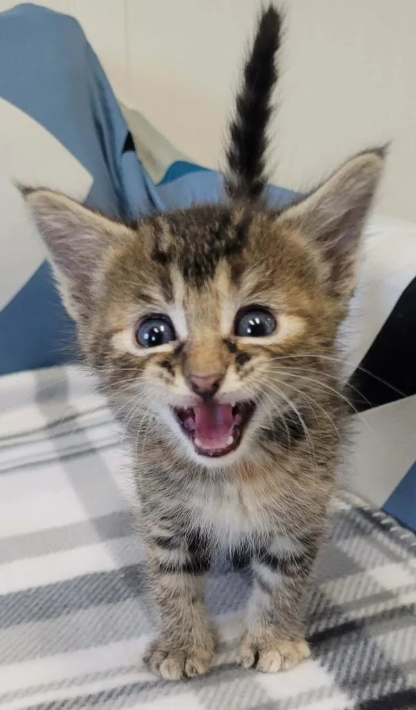 A baby medium-sized female Domestic Short Hair cat named Dot for adoption in Republic, MO