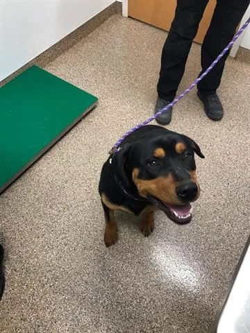 An adult large-sized male Rottweiler dog named Beans for adoption in Albuquerque, NM