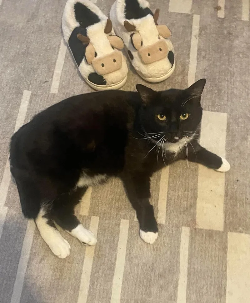 An adult large-sized male Black & White / Tuxedo American Shorthair cat named Barbos for adoption in Staten Island, NY