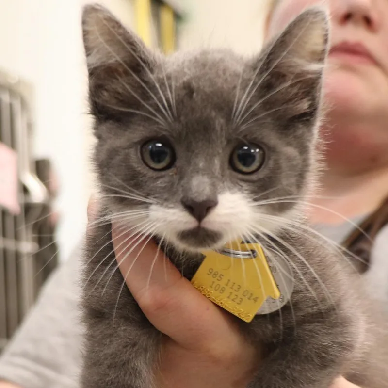 A baby small-sized male Domestic Short Hair cat named Oakley for adoption in Port Washington, NY