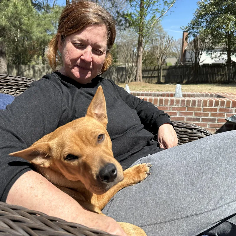 A young small-sized female Apricot / Beige Mixed Breed dog named Poppie for adoption in Tunica, MS