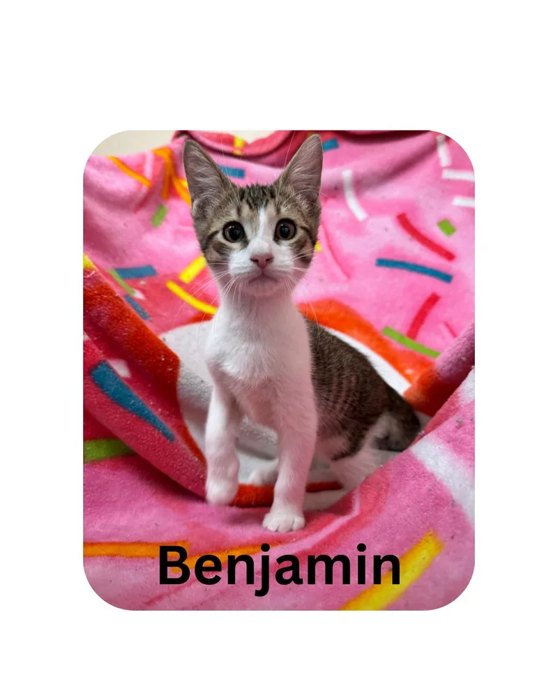A young medium-sized male Domestic Short Hair cat named Benjamin for adoption in Miami, FL