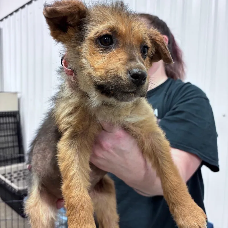 A baby small-sized female Brown / Chocolate Mixed Breed dog named Cha Cha for adoption in Bismarck, ND