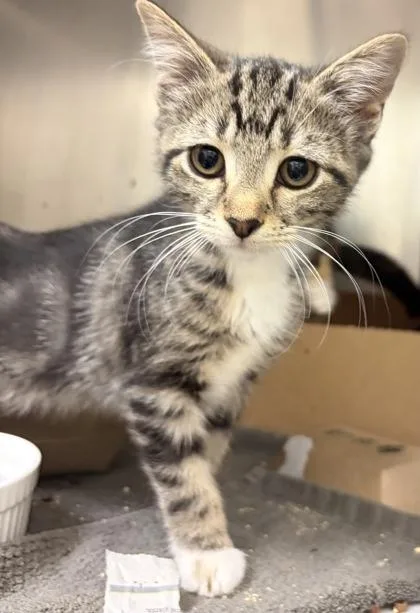 A baby small-sized female Domestic Short Hair cat named Olive for adoption in West Chester, PA