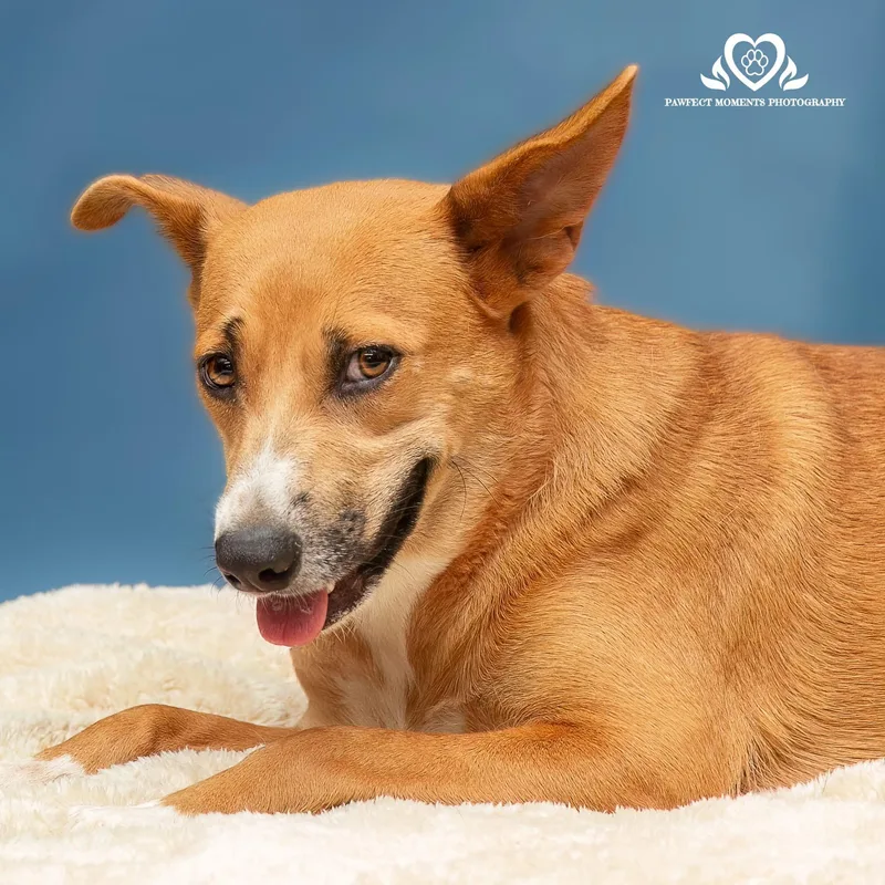 An adult medium-sized female Brown / Chocolate Labrador Retriever dog named Ginger Snap for adoption in Tomball, TX
