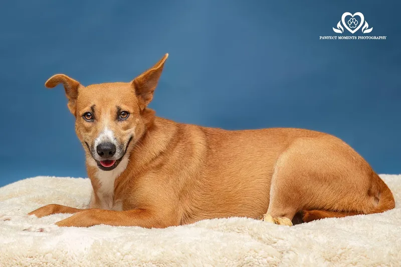 Ginger Snap thumbnail 3