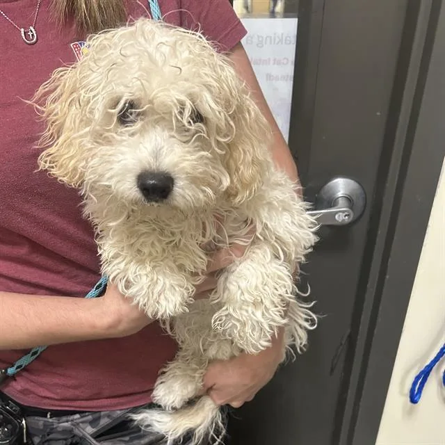A baby small-sized female Poodle dog named Bruinhilda for adoption in Denver, CO