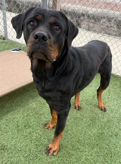 An adult large-sized female Mixed Breed dog named Crayon for adoption in Columbia, SC