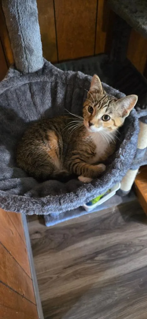 A baby medium-sized female Calico cat named Paddles for adoption in Crossville, TN