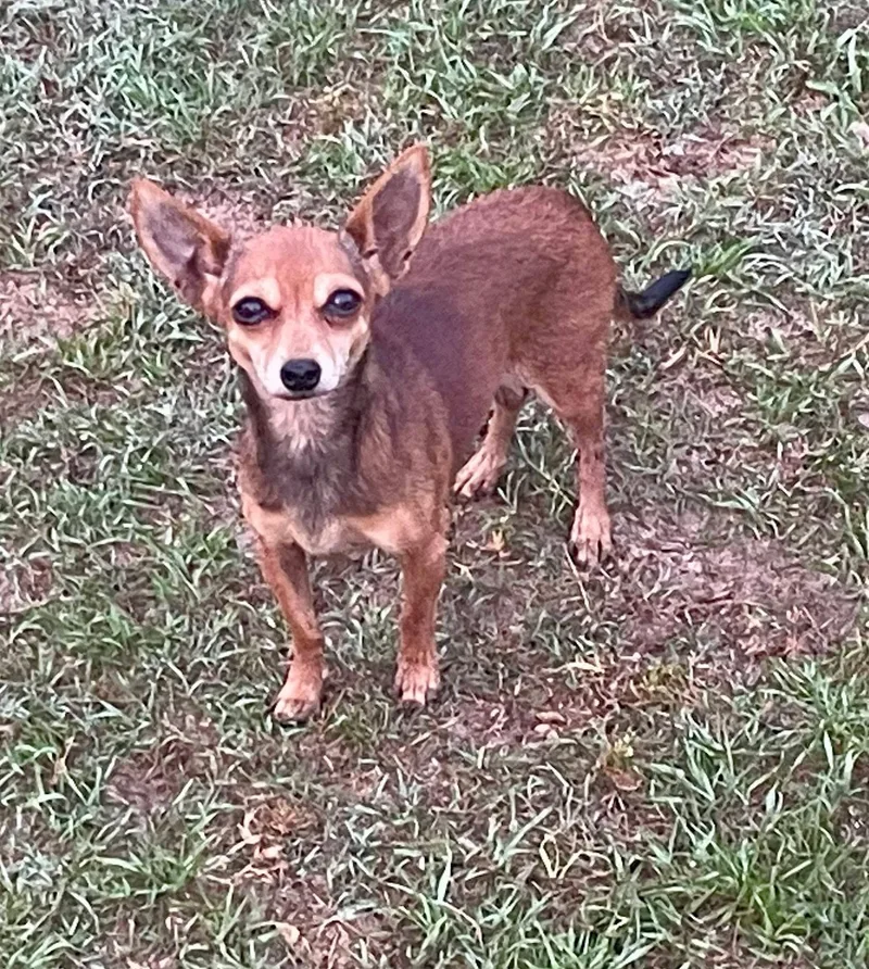 Dutchess