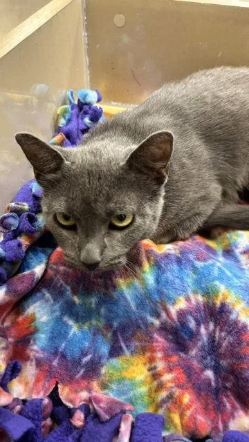 An adult medium-sized female Gray / Blue / Silver Domestic Short Hair cat named Cabarette for adoption in Wheaton, IL