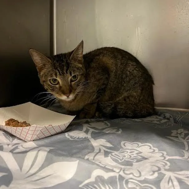 An adult medium-sized female Brown / Chocolate Domestic Short Hair cat named Gracie for adoption in Chattanooga, TN