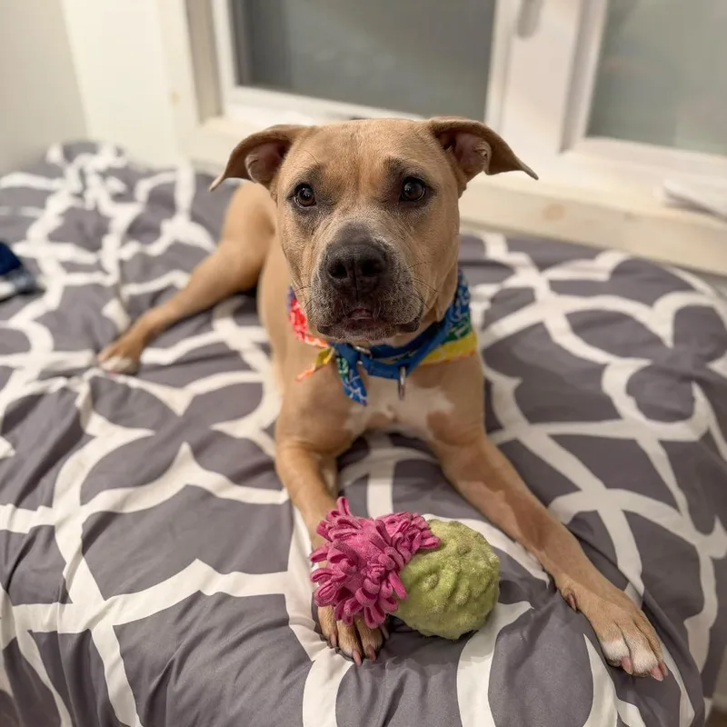 An adult medium-sized female Yellow / Tan / Blond / Fawn American Staffordshire Terrier dog named Maude Pie for adoption in Long Island City, NY