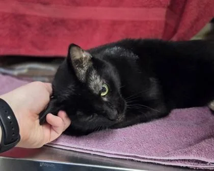 Cat Woman thumbnail 2