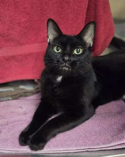 Cat Woman thumbnail 3